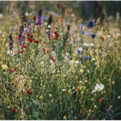 Graines Nectar Thomas® 5 Kg