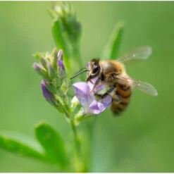 Semences Luzerne 5 Kg