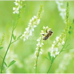 Semences Mélilot Jaune 5 Kg