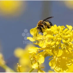 Semences Moutarde Blanche 5 Kg
