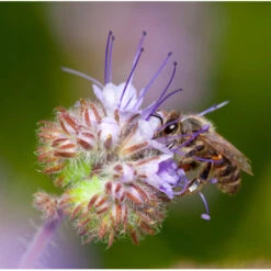 Semences Phacélie 5 Kg