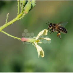 Semences Radis Fourrager 5 Kg