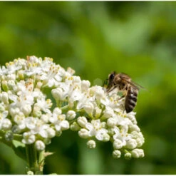 Semences Sarrasin 5 Kg