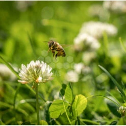 Semences Trèfle Blanc 5 Kg