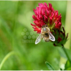 Semences Trèfle Incarnat 5 Kg