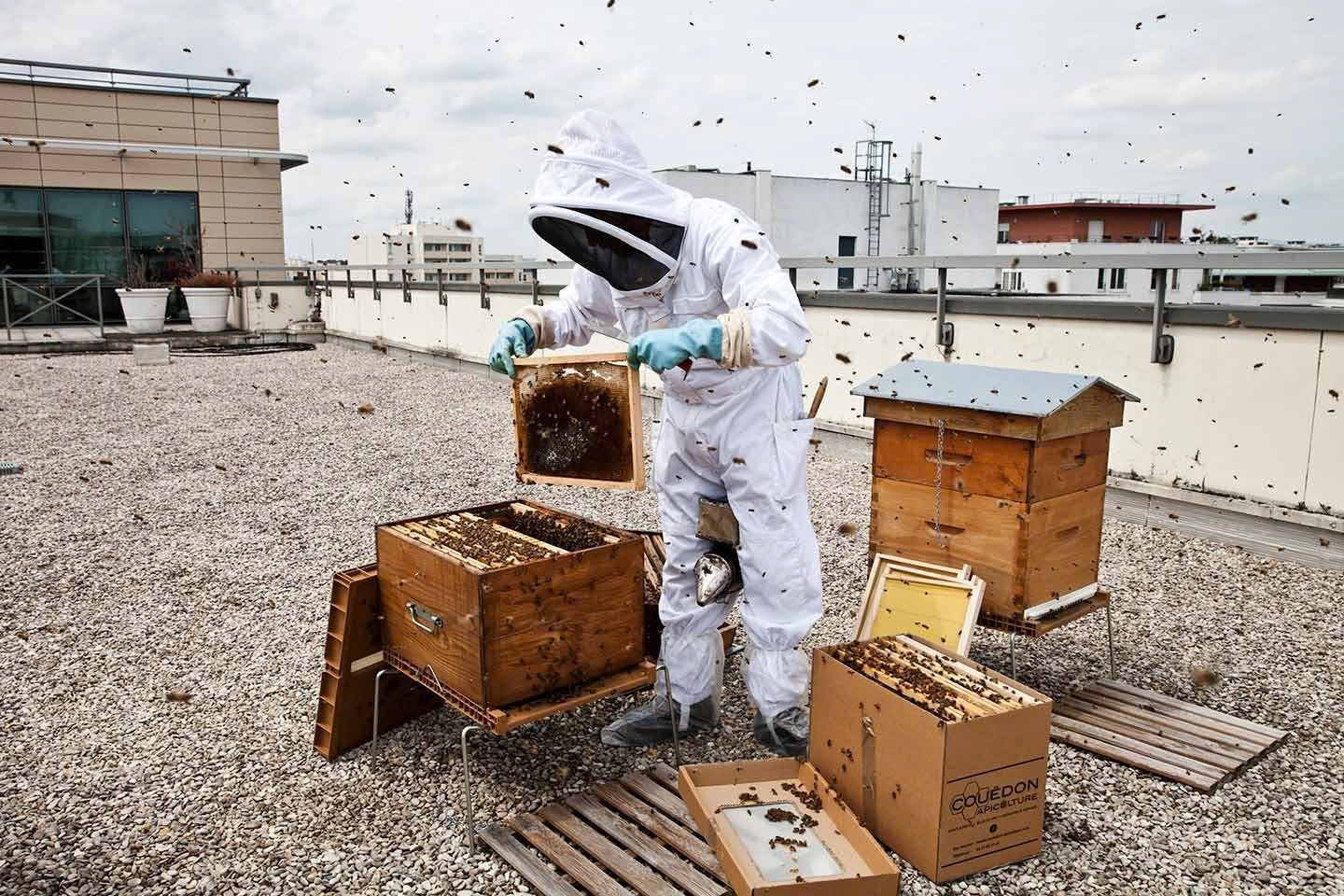 Devant 19 Devant -Ruches - Éléments Magasin z6607739101152 78eeaf253f4c15ae2fe8b1501383a3c3